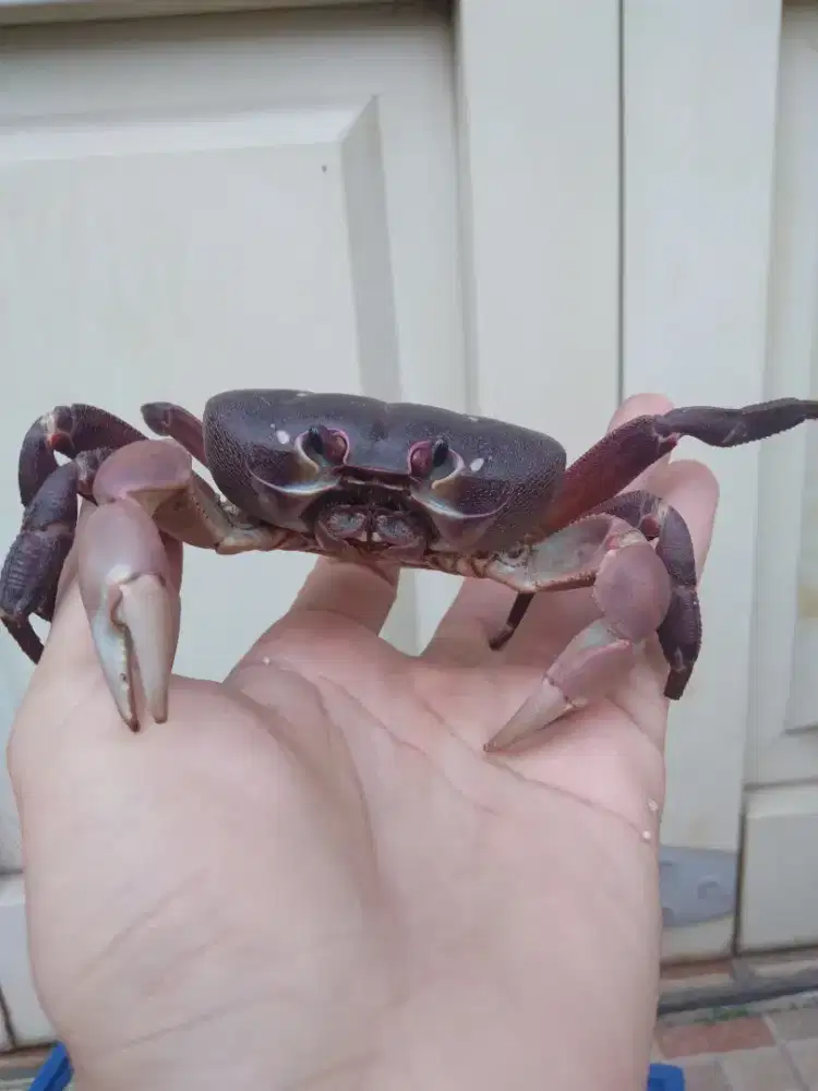 Kepiting Humei / Ikan / kurakura / kucing