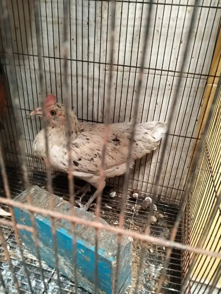 Ayam bekisar betina warna blorok pernah nelor sendiri