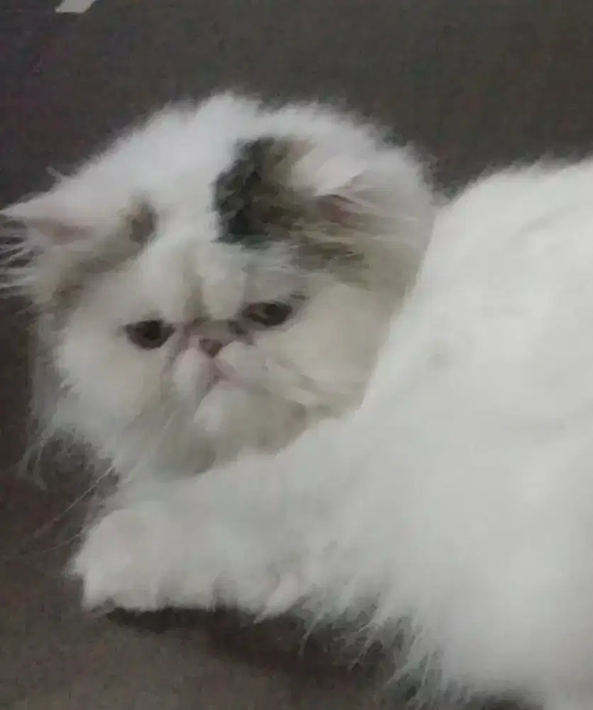 Kucing persia peaknose