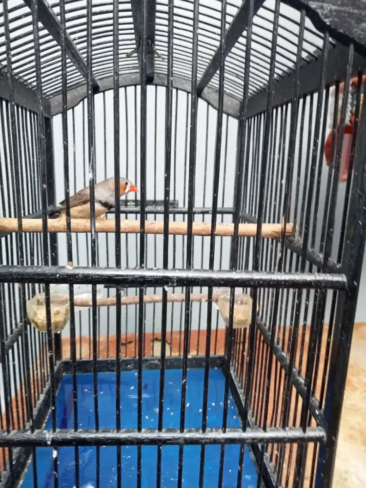 Zebra Finch Jantan bunyi rajin sehat