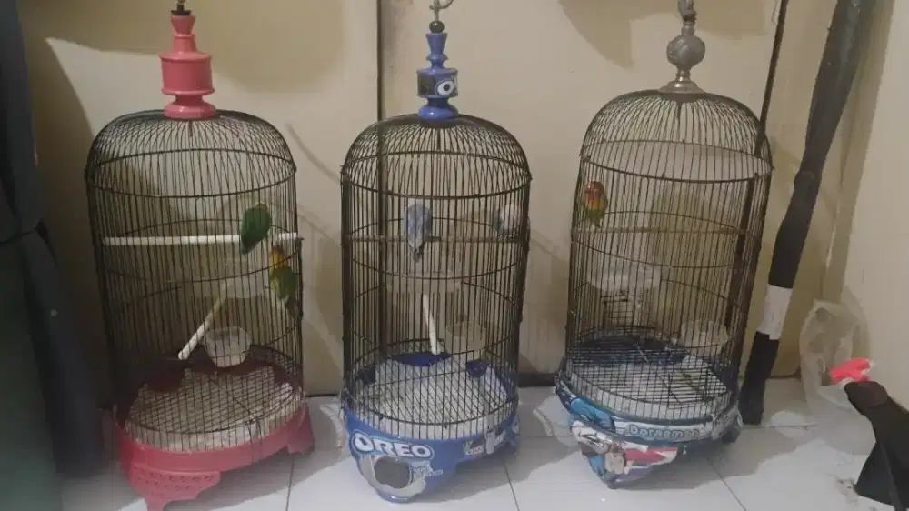 Dijual Murah Borongan Lb 5 Ekor Fulset Berkualitas, Sehat Lincah Gacor