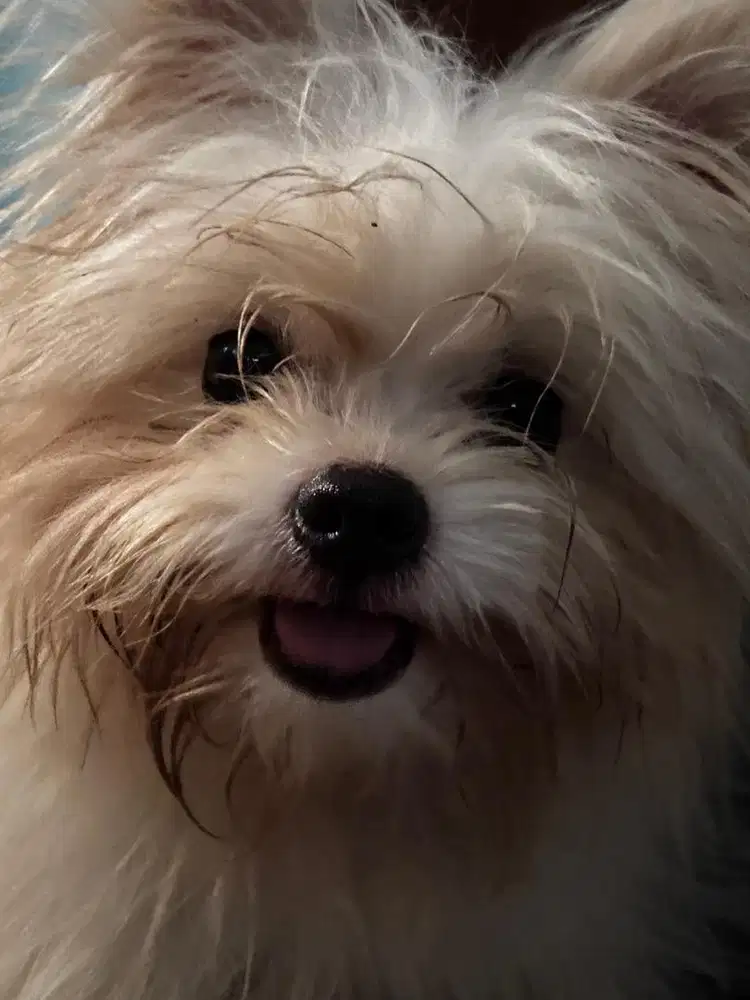 Anjing minipom betina