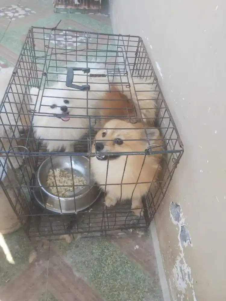 Anjing Pomeranian Jantan Betina