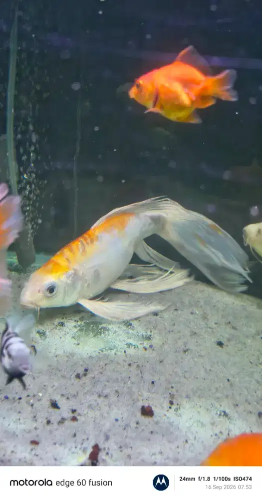Ikan Koi Slayer