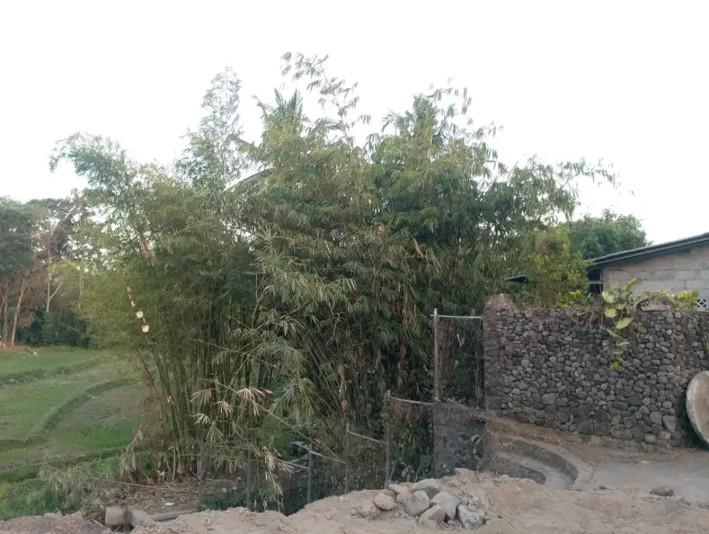 Rumah view sawah dan sungai buat slow living/villa