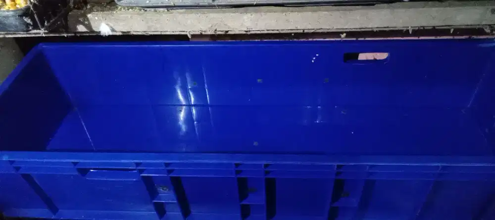 Kolam ikan molli