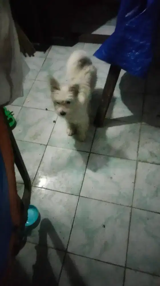 Jual anjing 6 bulan