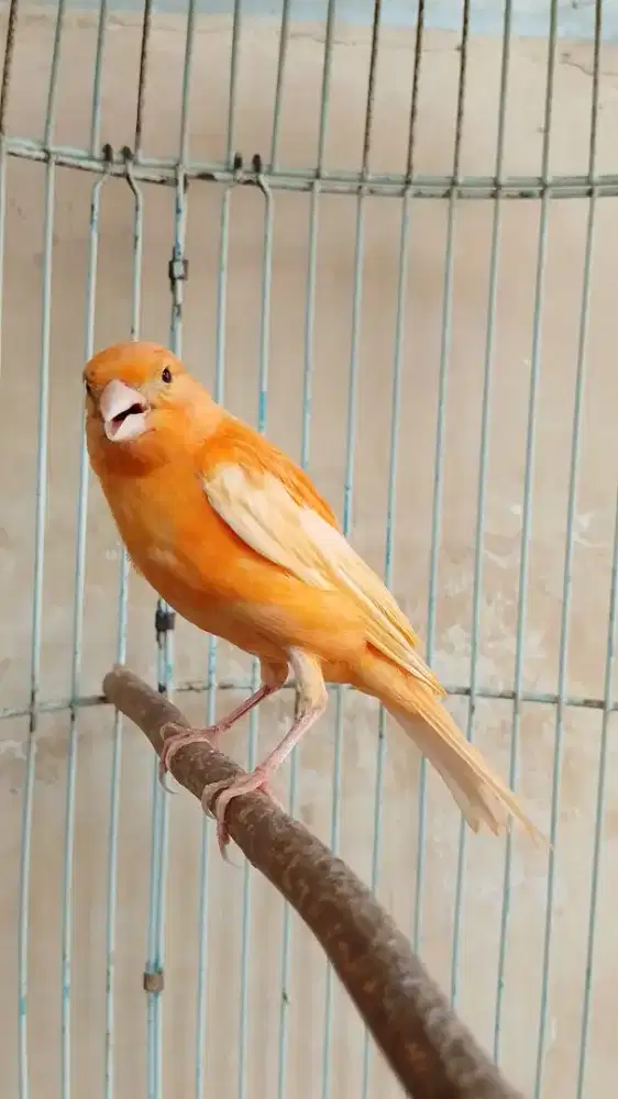 Kenari Merah Jantan Paud