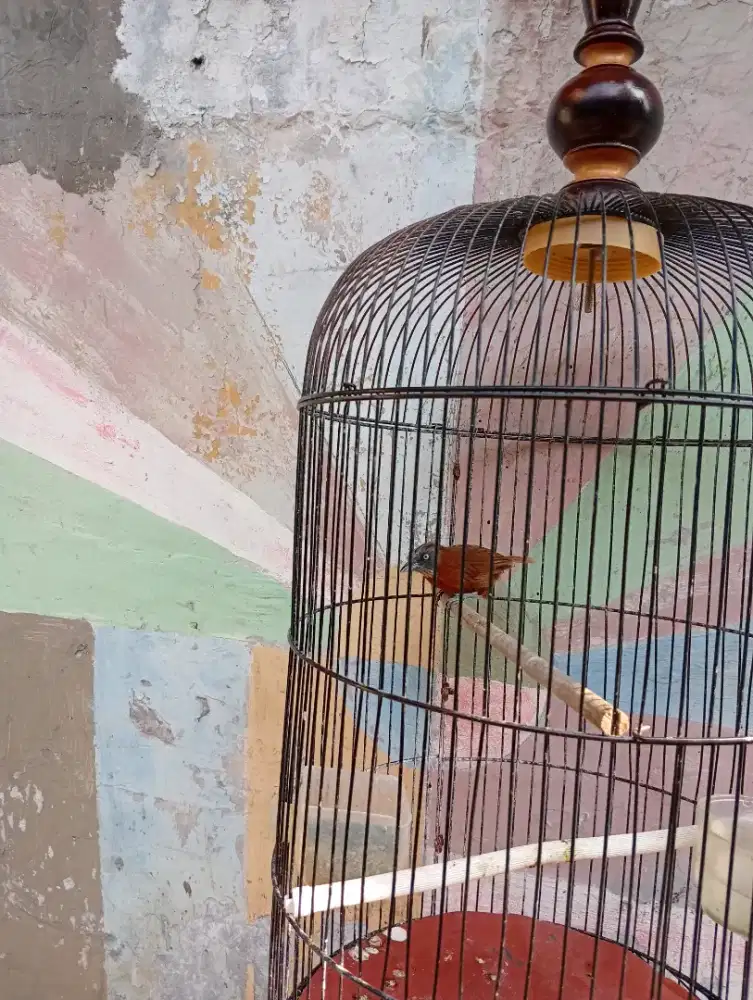 Burung tepus pala Abu gacor