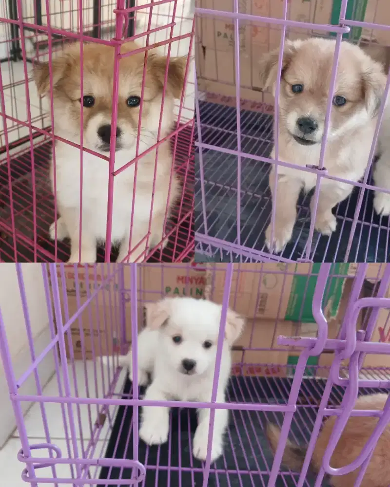 Anak Anjing Lucu