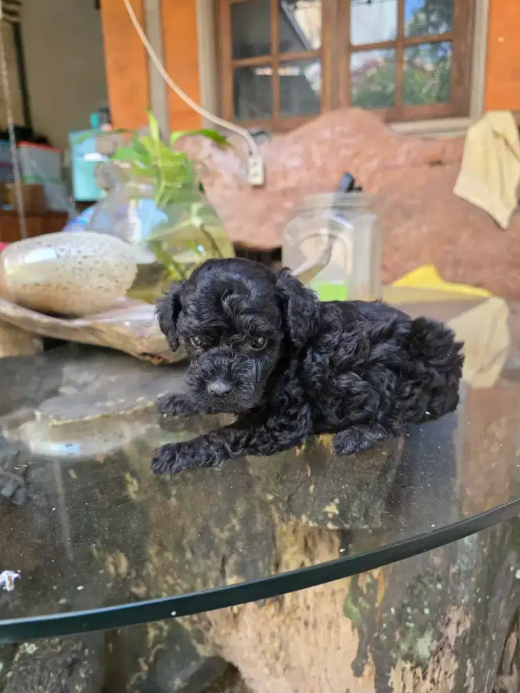 anakan puddle warna hitam