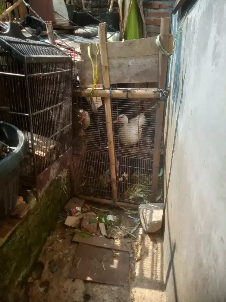Jual bebek entok biang 3 ekor