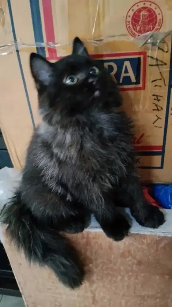 PERSIA LONGHAIR 3 BULAN