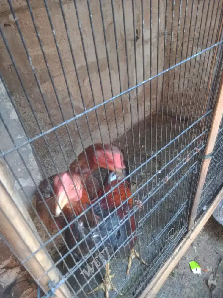 Jual ayam kampung sepasang udah nelor