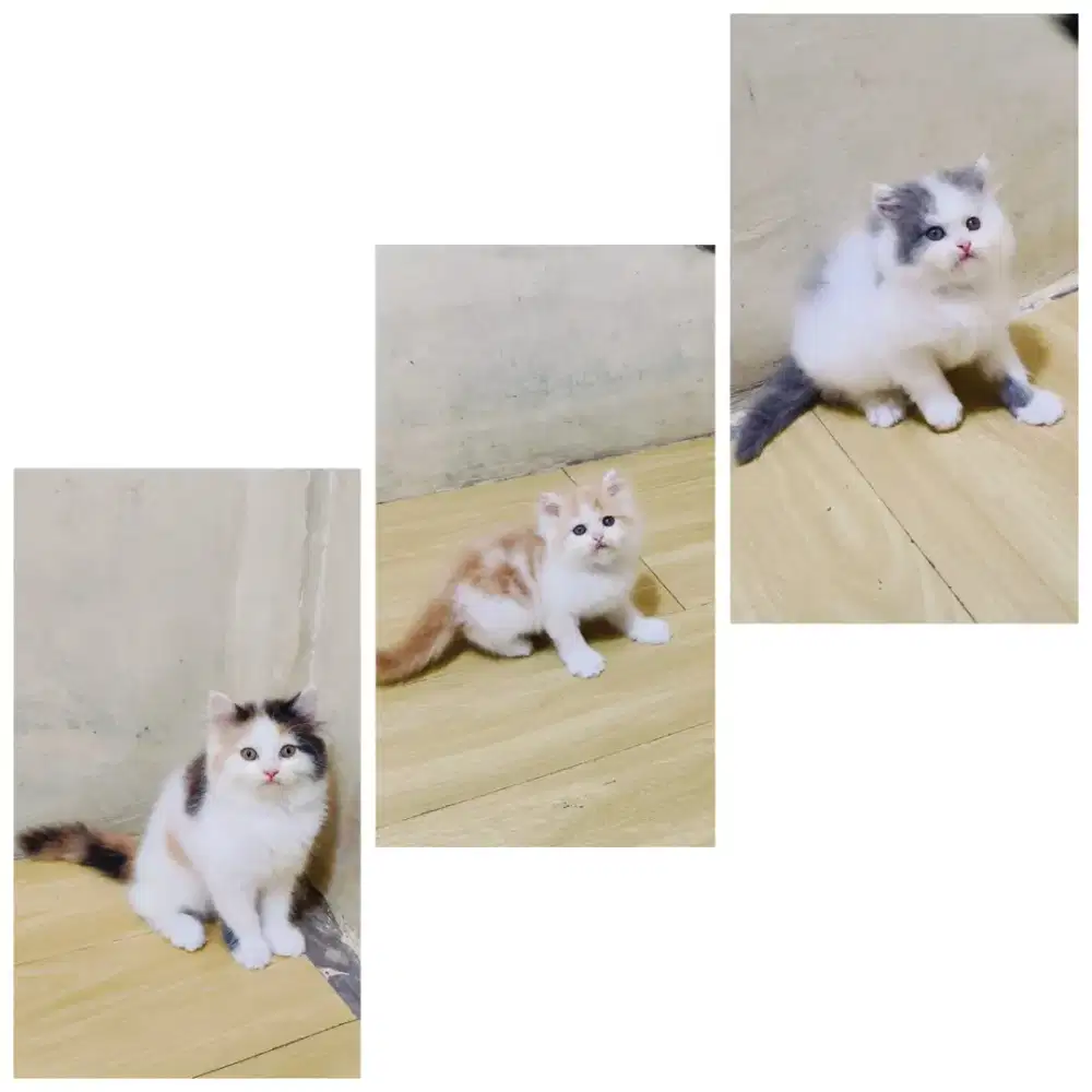 Kucing Persia medium