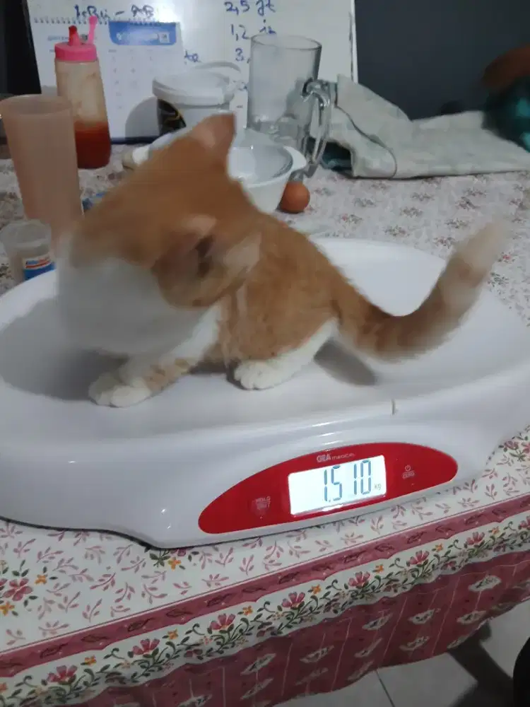 Oyen super bulet