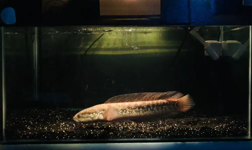 Chana asiatica pancawarna