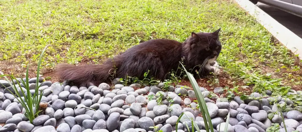 Persia Tuxedo Jantan Flatnose