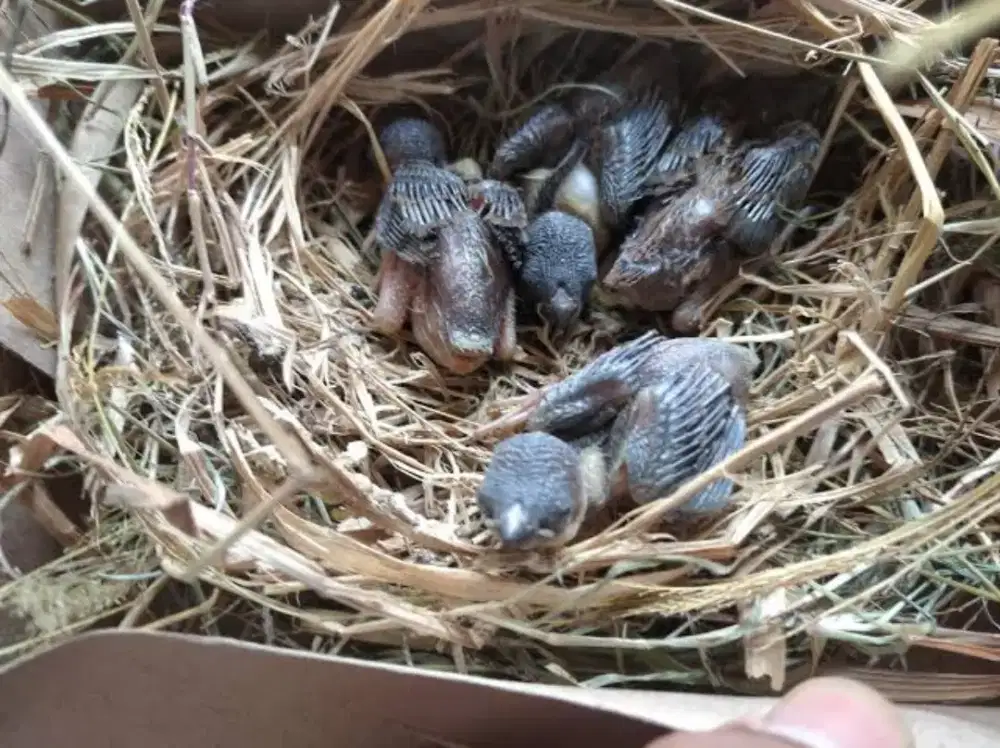 Cari Burung Emprit Anakan Lolohan