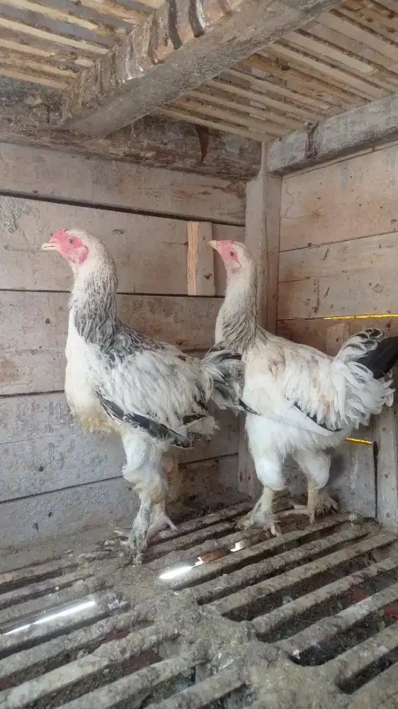 Sepasang ayam brahma usia 5 bulan