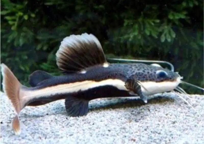 Ikan red tail catfish
