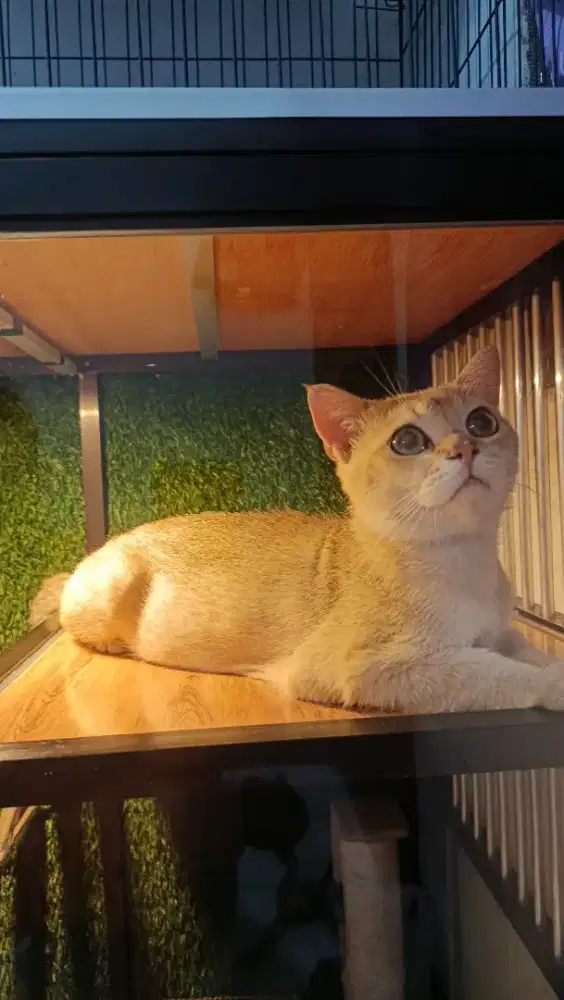 kucing BSH Golden NY11 jantan