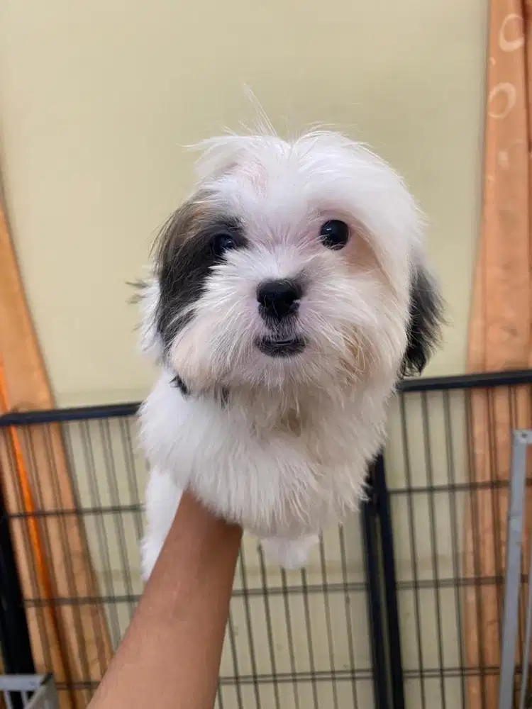 Puppy shitzu pure