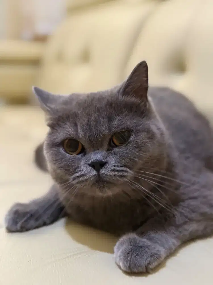 Kucing British Shorthair (BSH) 2 Tahun Sehat, Lucu & Terawat