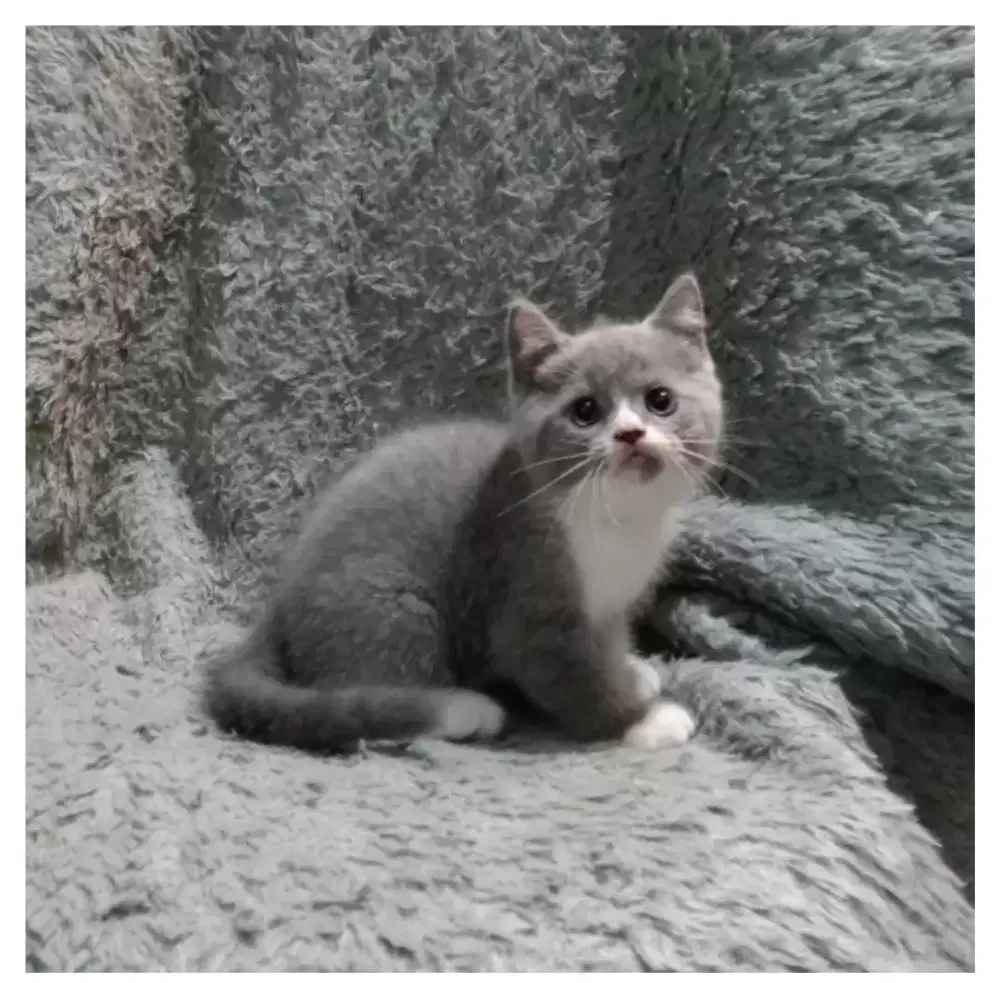 Kitten BSH nonped