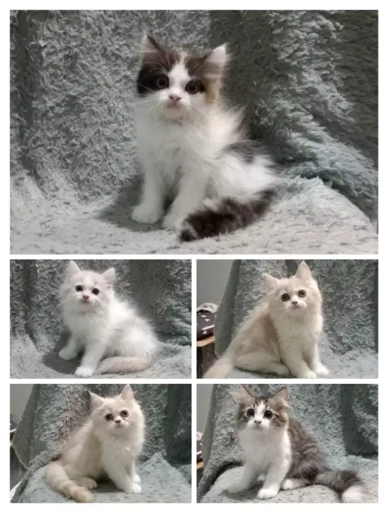 kucing persia gembul