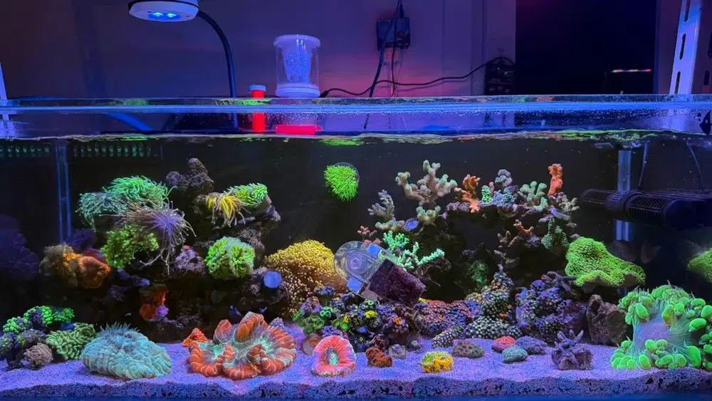 Tank coral laut (beserta isi dan alat2 nya)