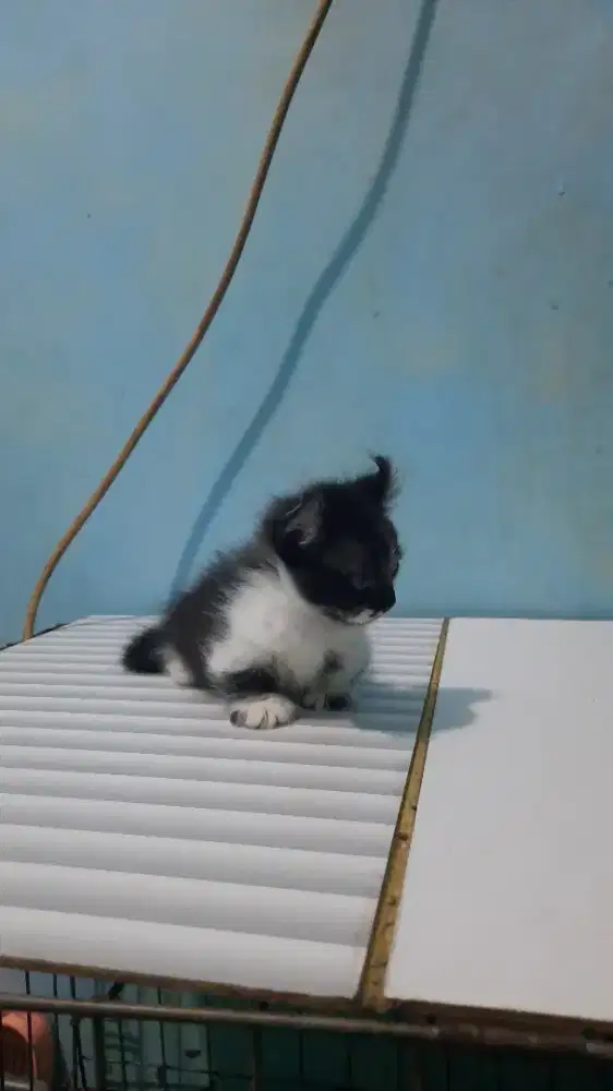 Kitten Munckin kinklow tuxedo