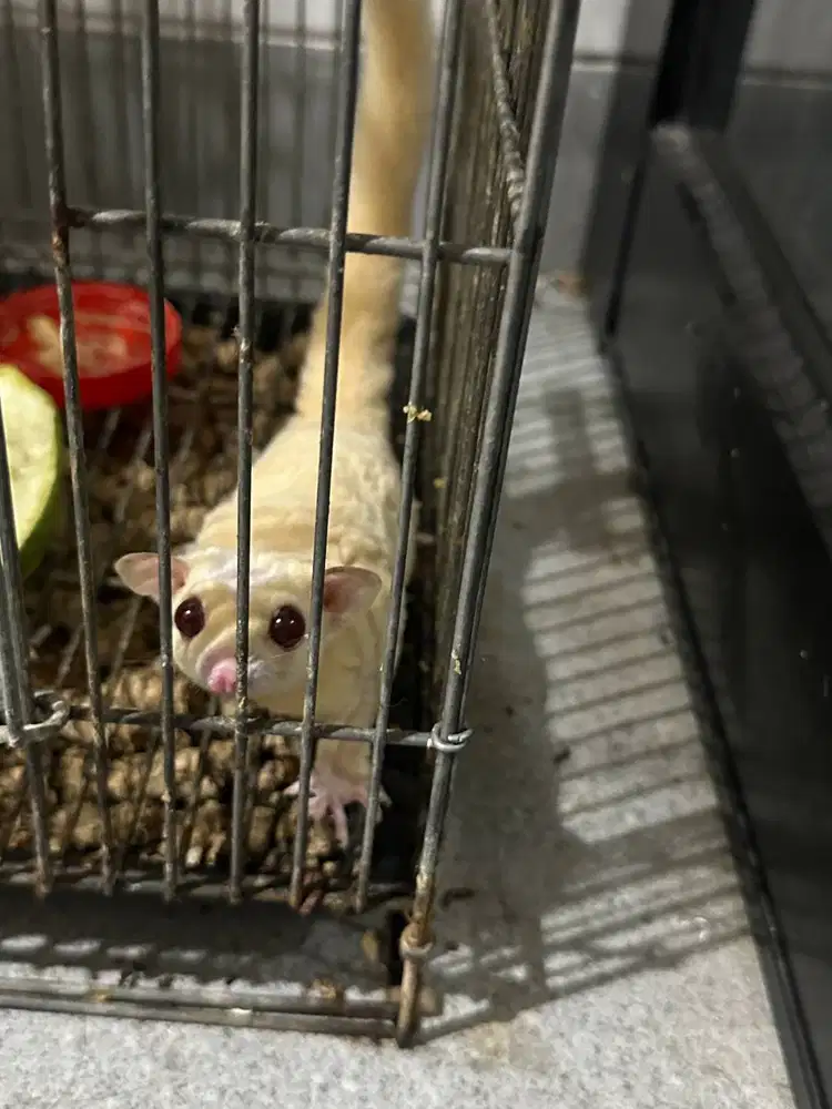 Sugar Glider Creamino Jantan