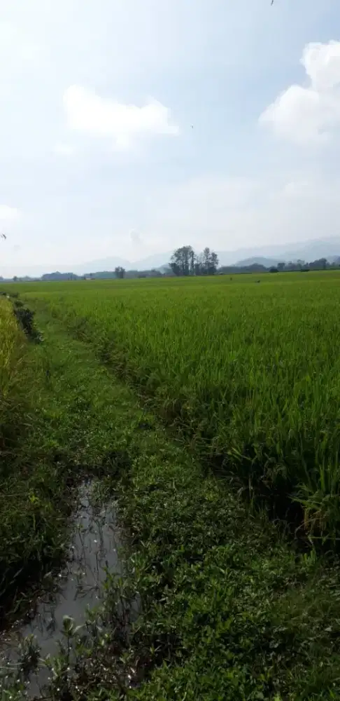Dijual, tanah persawahan,