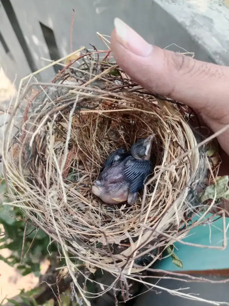 Jual anak burung trucuk seratus persen anak tunggal