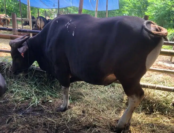 sapi bali 400kilo siap qurban 2027 cicilan 3jt/bln 10x cukup umur puas
