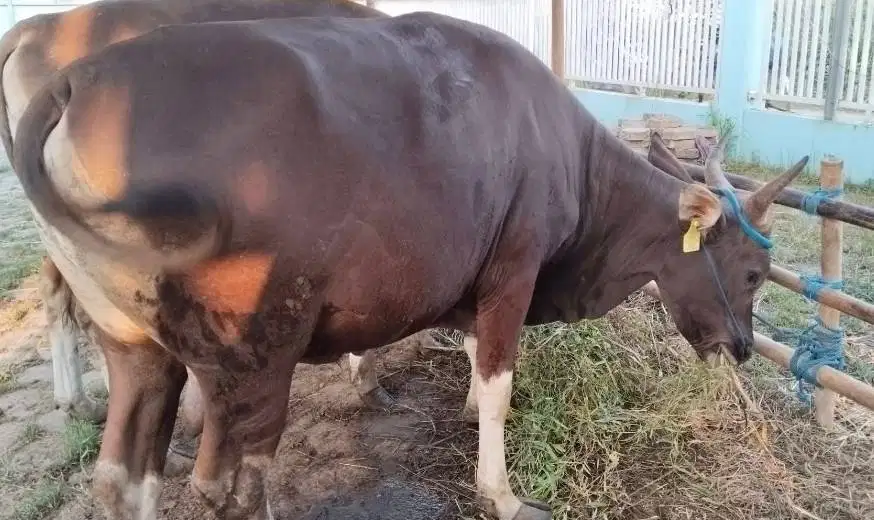 sapi bali 400kilo siap qurban 2027 cicilan 3jt/bln 10x cukup umur puas