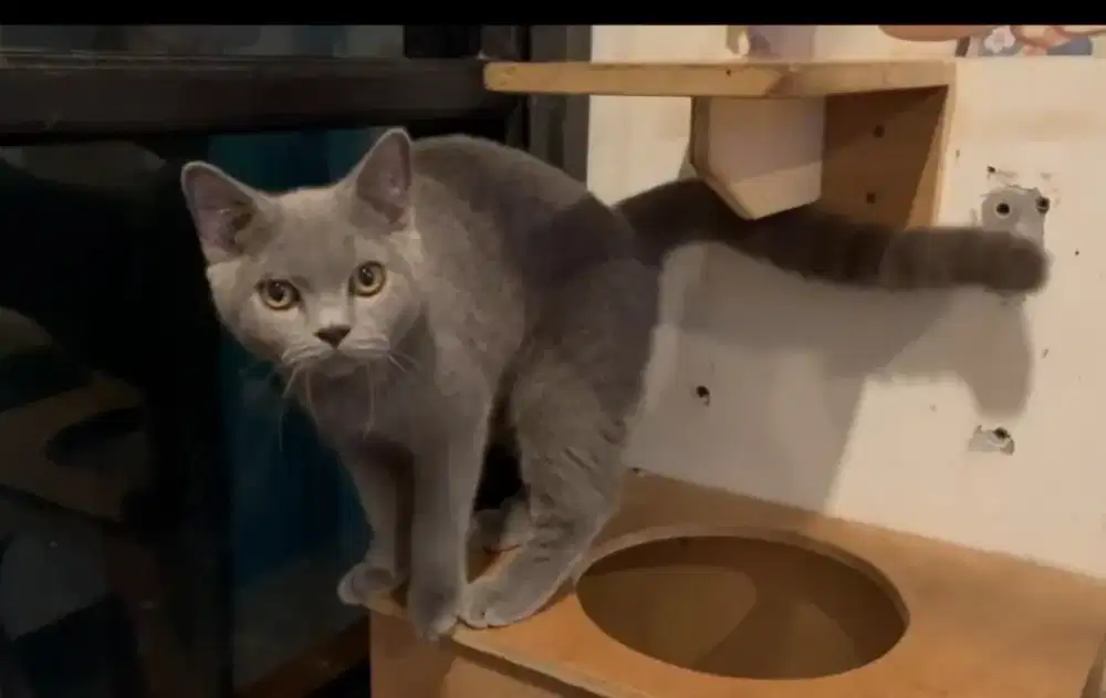 Kucing Ras British