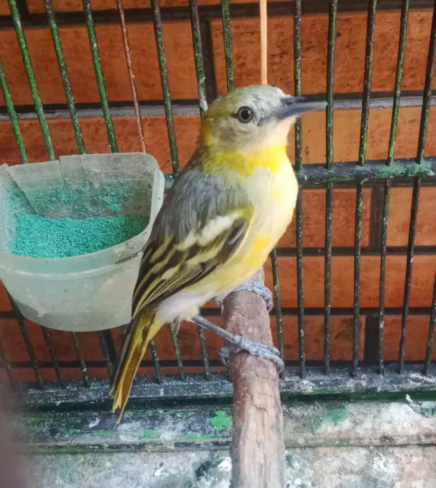 sirpu jantan bunyi vor total