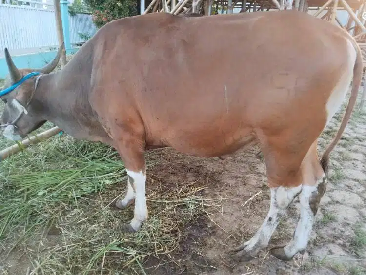 sapi bali 400kilo siap hewan qurban 2027 cicil 3jt/bln 10x kurban puas
