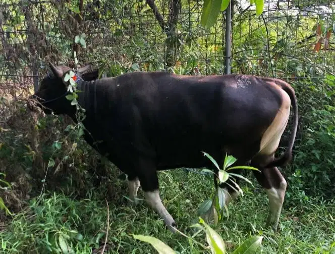 sapi bali 400kilo siap hewan qurban 2027 cicil 3jt/bln 10x kurban puas