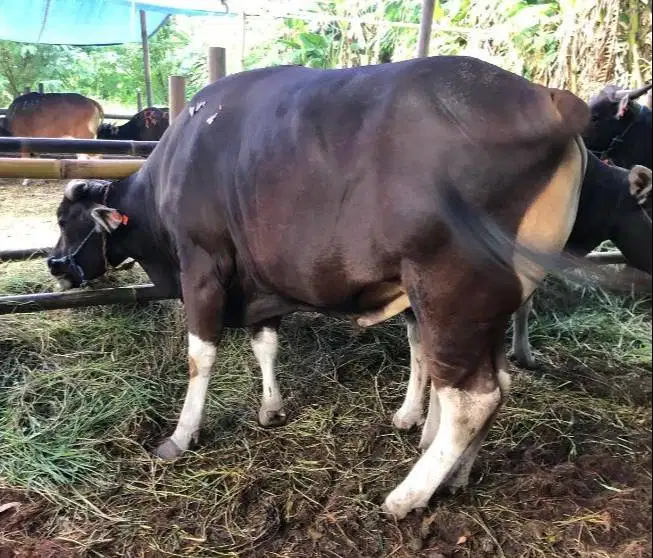 sapi bali 400kilo siap hewan qurban 2027 cicil 3jt/bln 10x kurban puas
