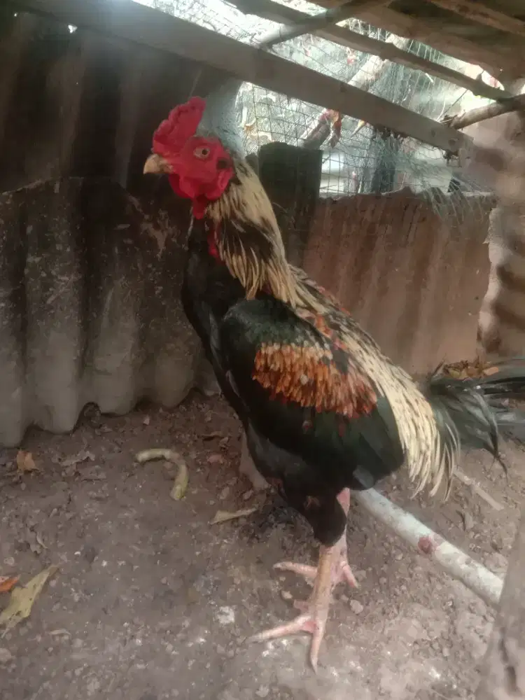 ayam Siam pejantan