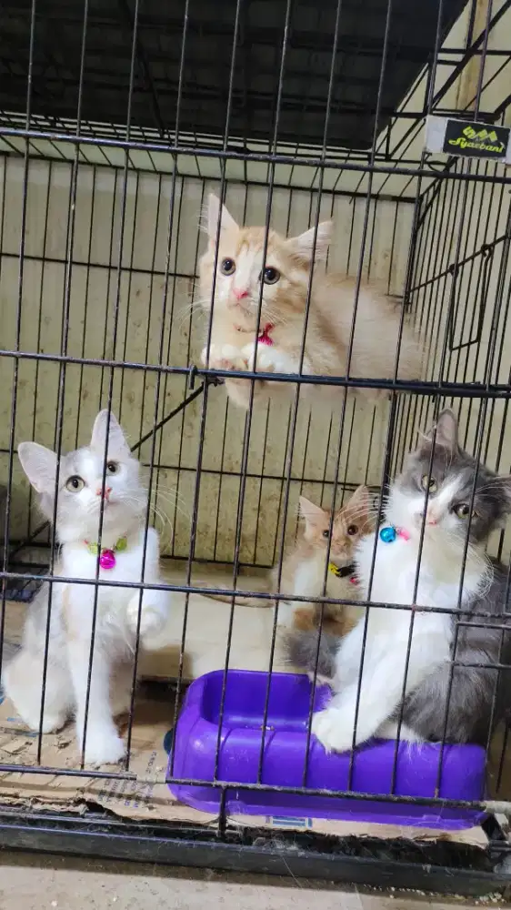 Kitten Persia Medium Murah