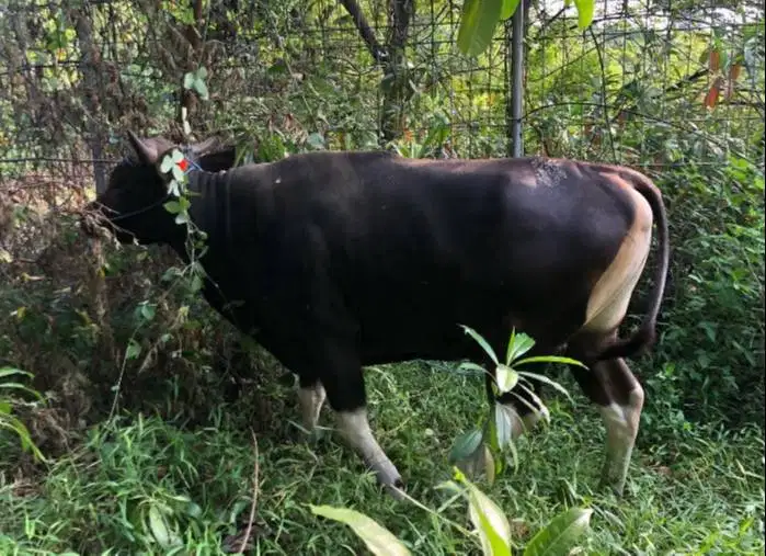 sapi bali 400kilo cicil 3jt/bln 10x siap hewan qurban 2027 jamin puas