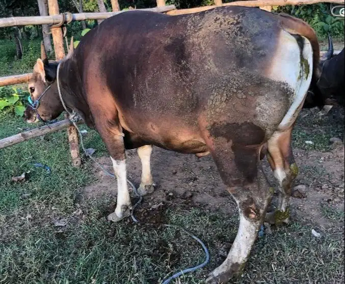 sapi bali 400kilo cicil 3jt/bln 10x siap hewan qurban 2027 jamin puas