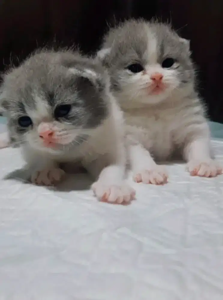Kitten BSH/Brittish shorthair