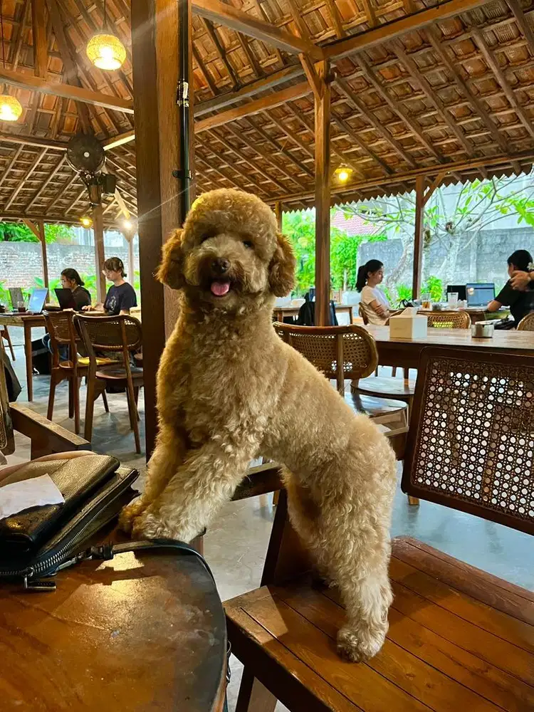 Poodle good line