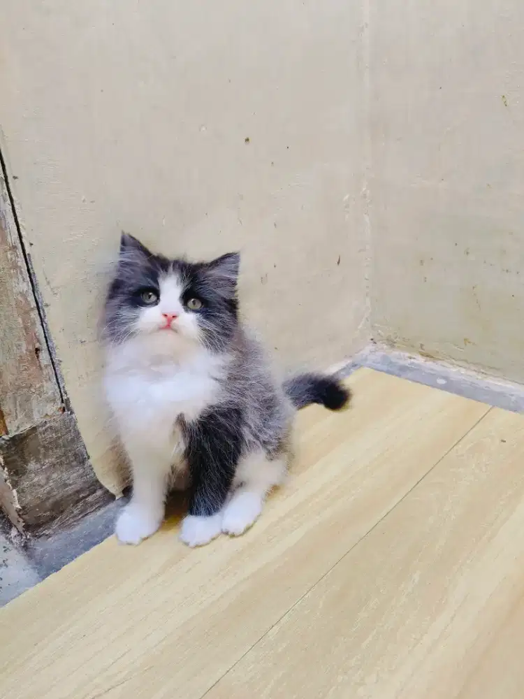 Kitten hitam putih smoke