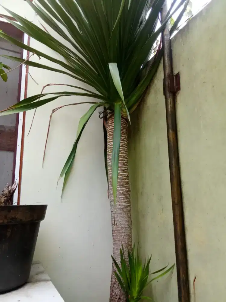 Pohon pandan Bali 2 meter